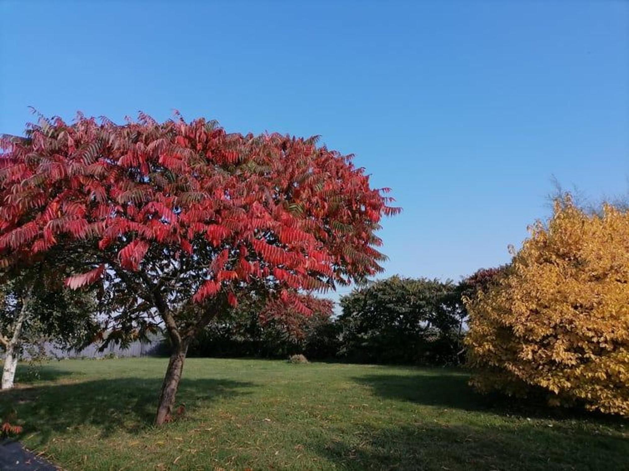 Gite En Campagne Renove Avec Cheminee, Grands Jardins, Wifi, Pres D'Un Village Medieval. - Fr-1-410-334 Moitron-sur-Sarthe Εξωτερικό φωτογραφία